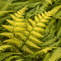 Jurassic Gold Wood Fern