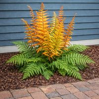 Jurassic Gold Wood Fern