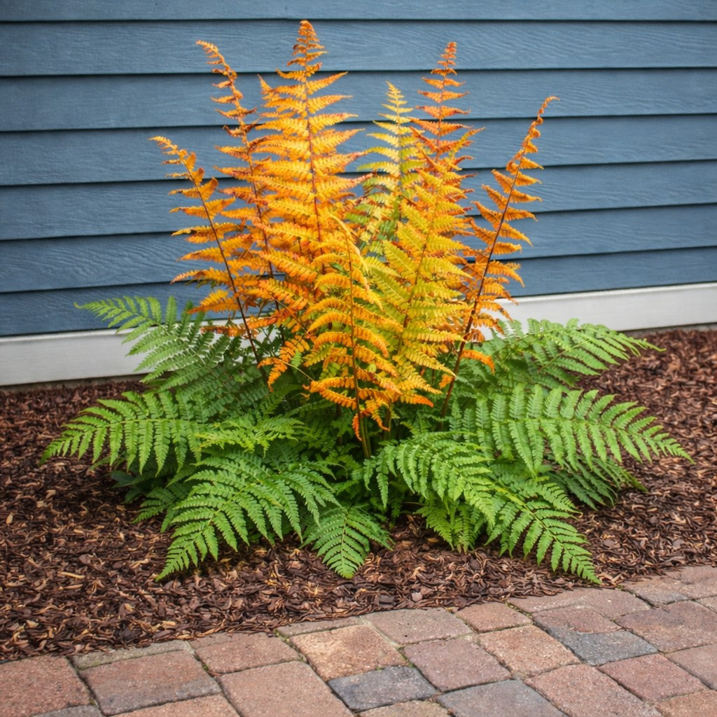 Jurassic Gold Wood Fern