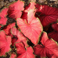 Almanac Planting Co Kaladium 'Fairytale Princess' (Caladium). Attractive foliage with deep red centers and green edges.
