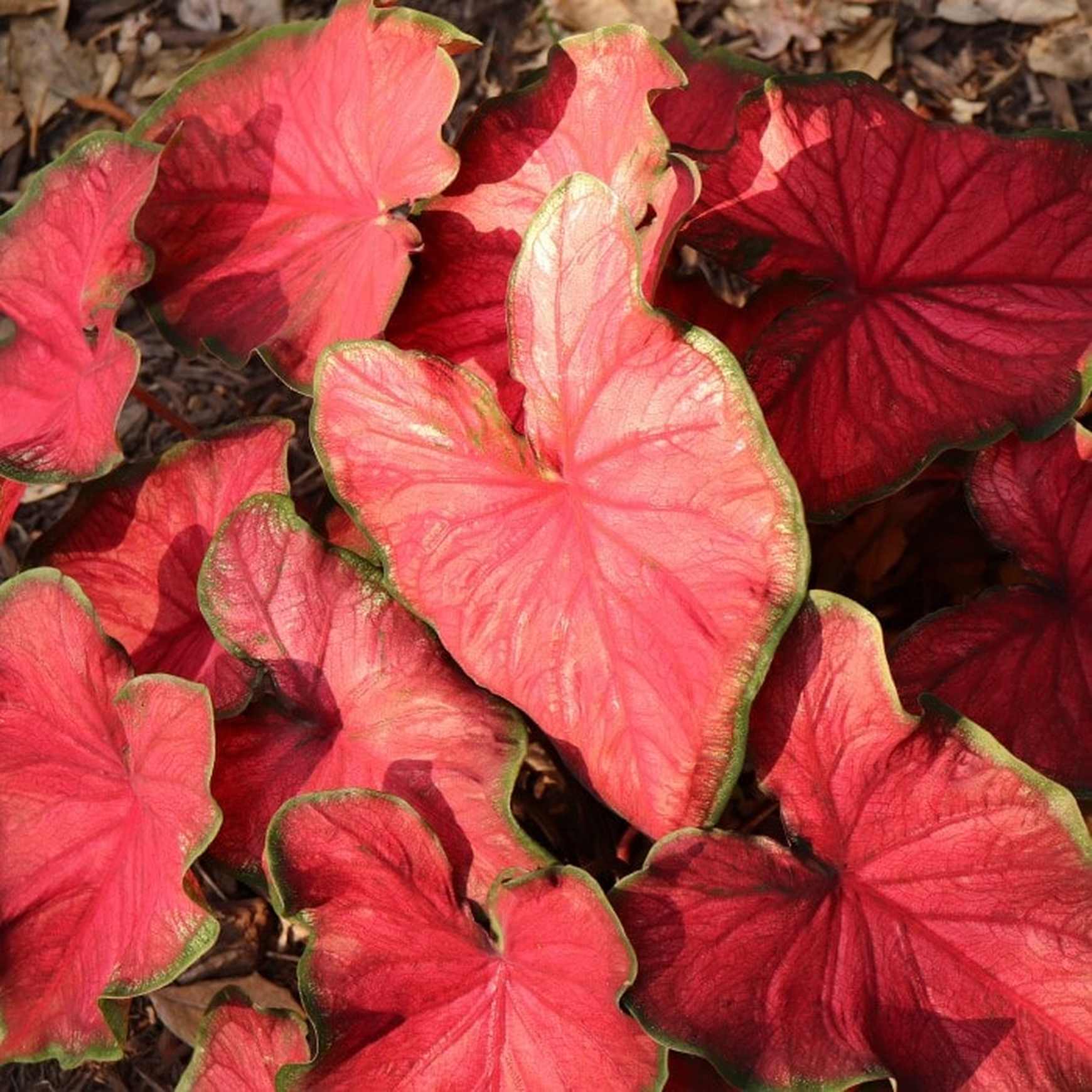 Almanac Planting Co Kaladium 'Fairytale Princess' (Caladium). Attractive foliage with deep red centers and green edges.