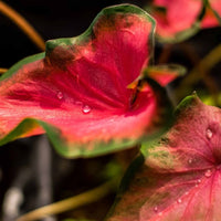 Almanac Planting Co Kaladium 'Fairytale Princess' (Caladium). A close up of reddish pink leaves with green edging. The leaves have a few beads of water.
