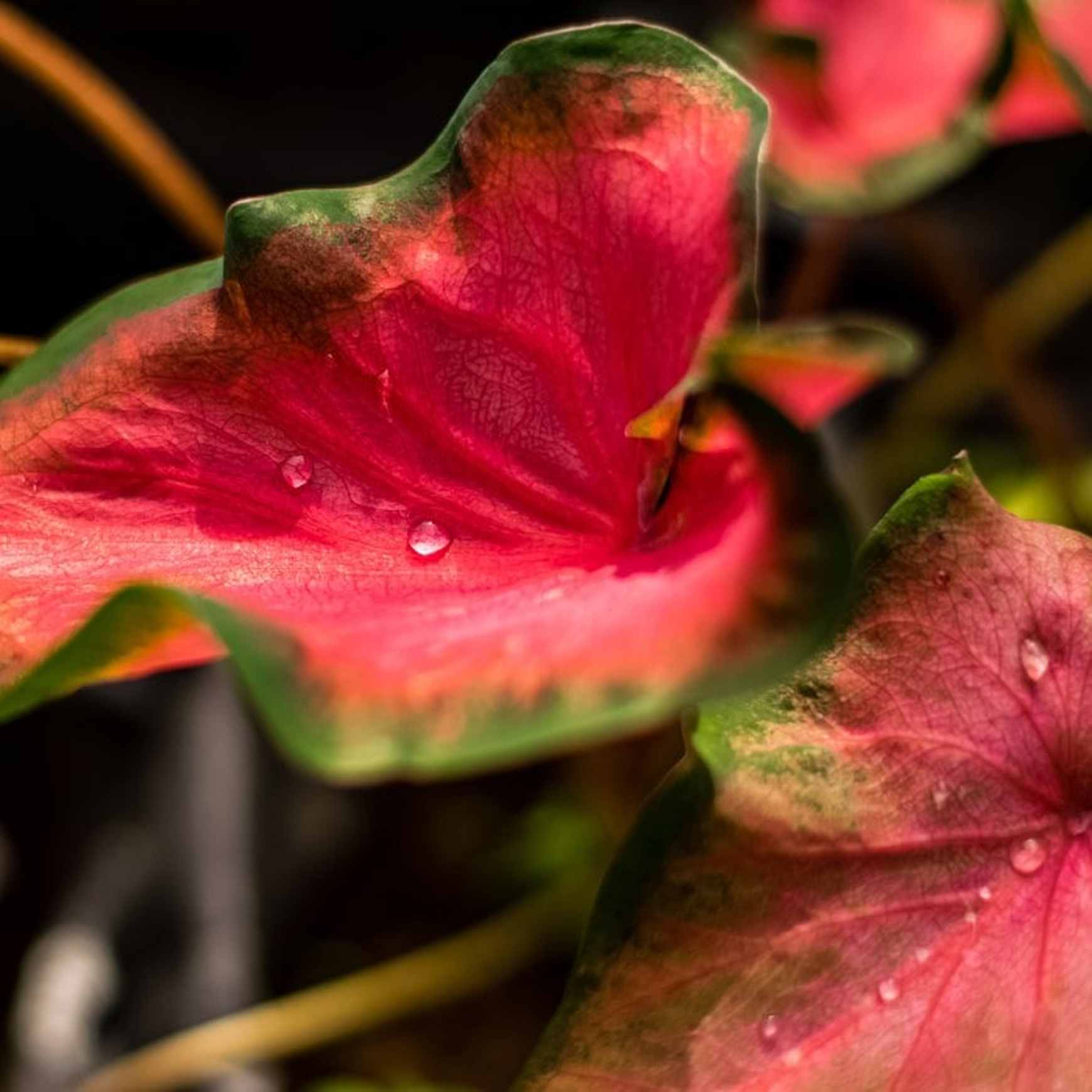 Almanac Planting Co Kaladium 'Fairytale Princess' (Caladium). A close up of reddish pink leaves with green edging. The leaves have a few beads of water.