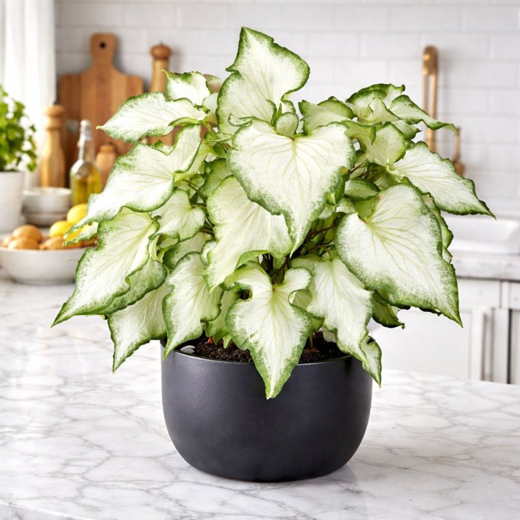 Almanac Planting Co: Kaladium ‘White Butterfly’ in a black container with white leaves and green edges