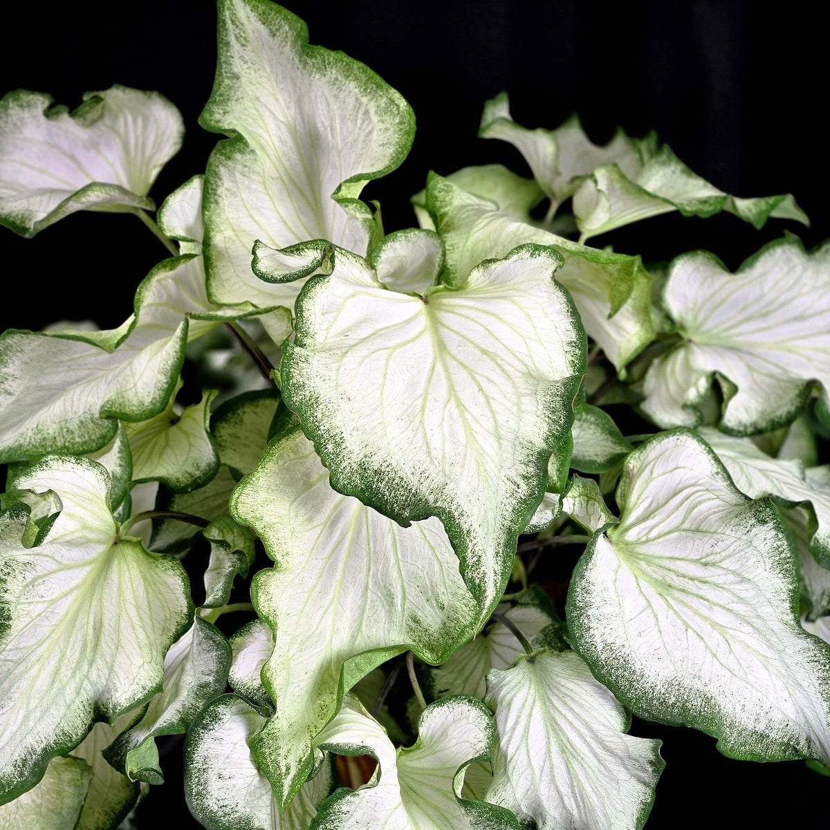 Almanac Planting Co: Close-up of Kaladium ‘White Butterfly’ foliage showing white centers and green veining