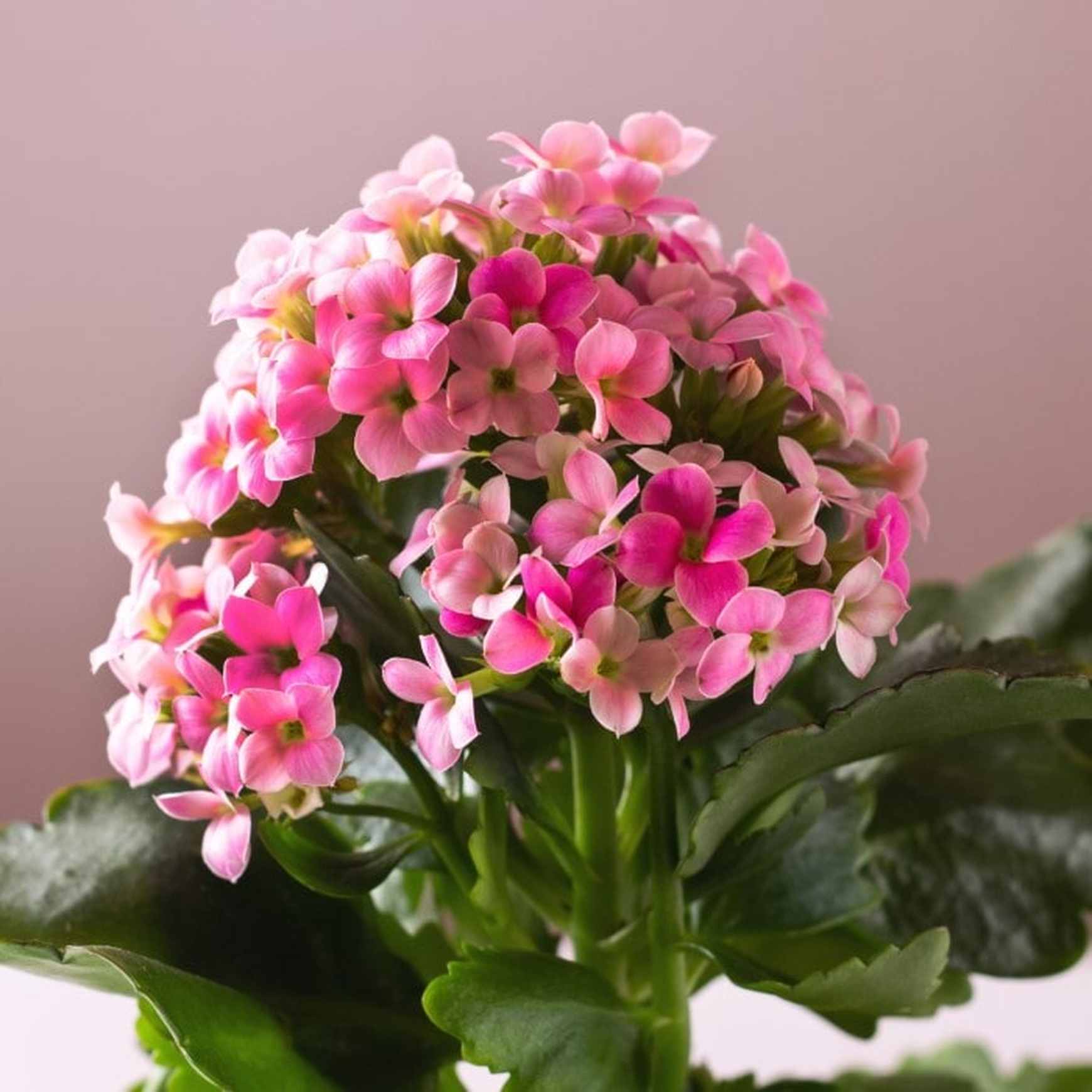 Almanac Planting Co: Pink Kalanchoe blossfeldiana in bloom with clusters of bright flowers and glossy green succulent leaves