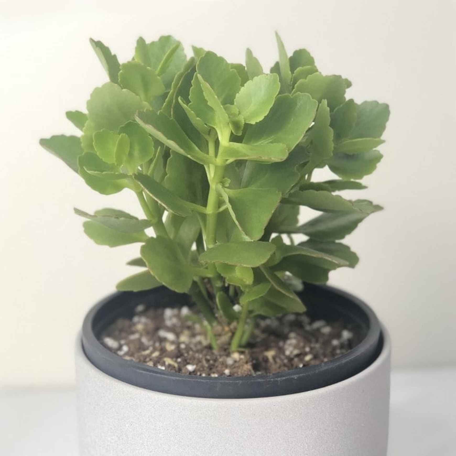 Almanac Planting Co: Compact Kalanchoe houseplant with dense green leaves and buds forming before bloom