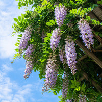 Kentucky Wisteria 'Aunt Dee'