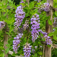 Kentucky Wisteria 'Aunt Dee'