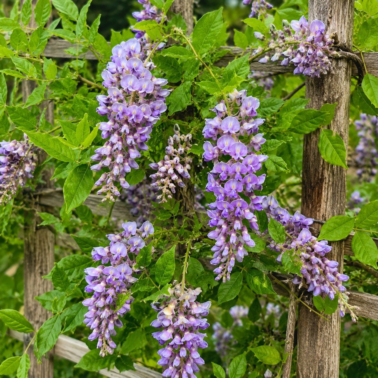 Kentucky Wisteria 'Aunt Dee'