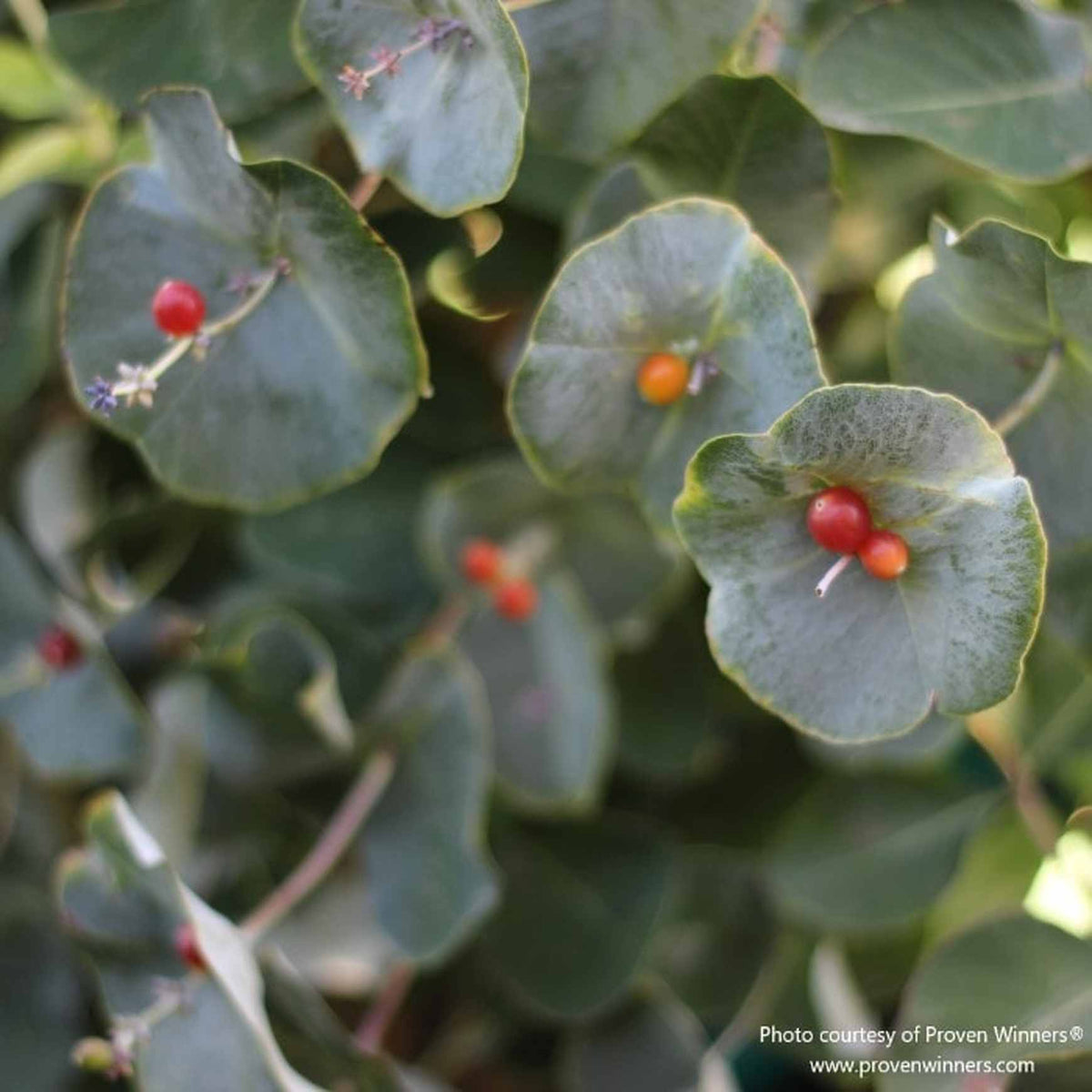 Almanac Planting Co: Discover the subtle beauty of Proven Winners Kintzley's Ghost Honeysuckle (Lonicera reticulata), where delicate, round blue-green leaves frame vibrant red berries, a captivating choice for adding unexpected color and intrigue to garden spaces and wildlife habitats.