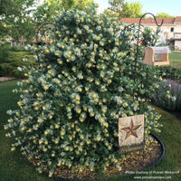 Almanac Planting Co: Proven Winners Kintzley's Ghost Honeysuckle (Lonicera reticulata) in full glory, showcasing clusters of pale yellow flowers, offers a unique ornamental appeal for garden enthusiasts, providing a lush backdrop for garden signs and an inviting habitat for pollinators.