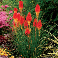 Papaya Popsicle Red Hot Poker