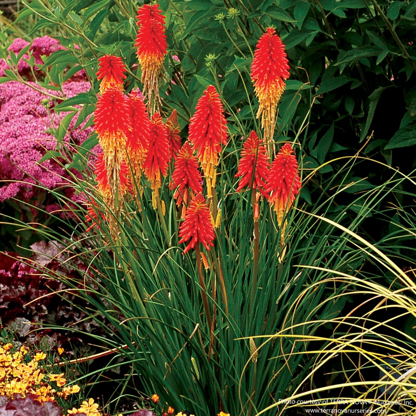 Papaya Popsicle Red Hot Poker