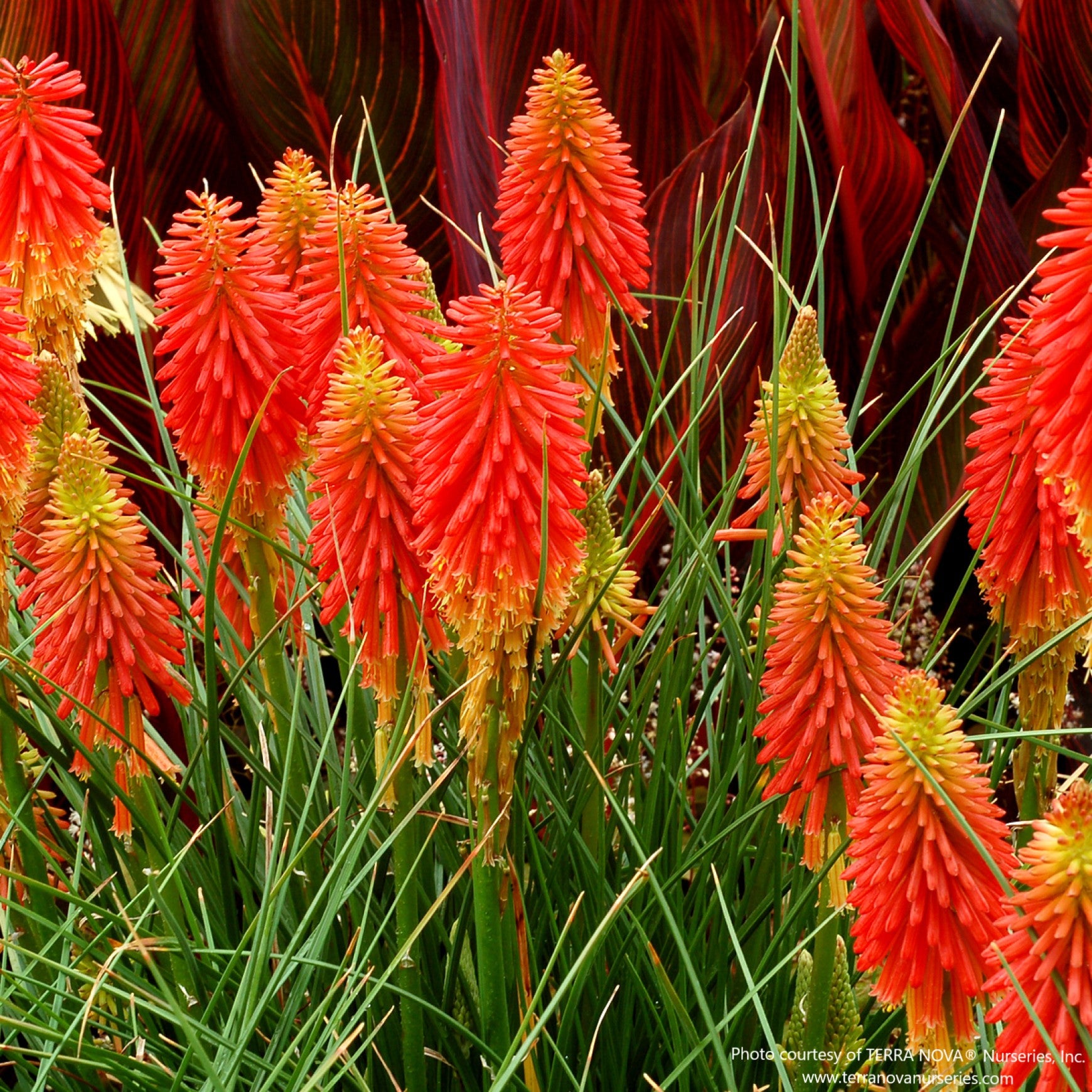 Papaya Popsicle Red Hot Poker
