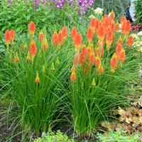 Papaya Popsicle Red Hot Poker