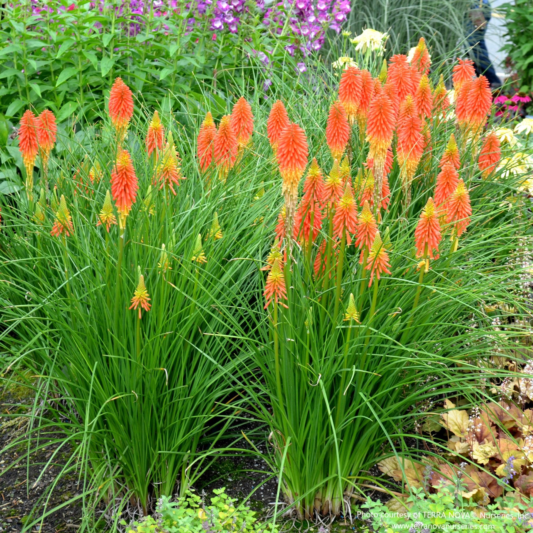 Papaya Popsicle Red Hot Poker