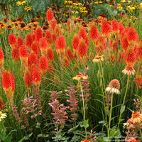 Papaya Popsicle Red Hot Poker