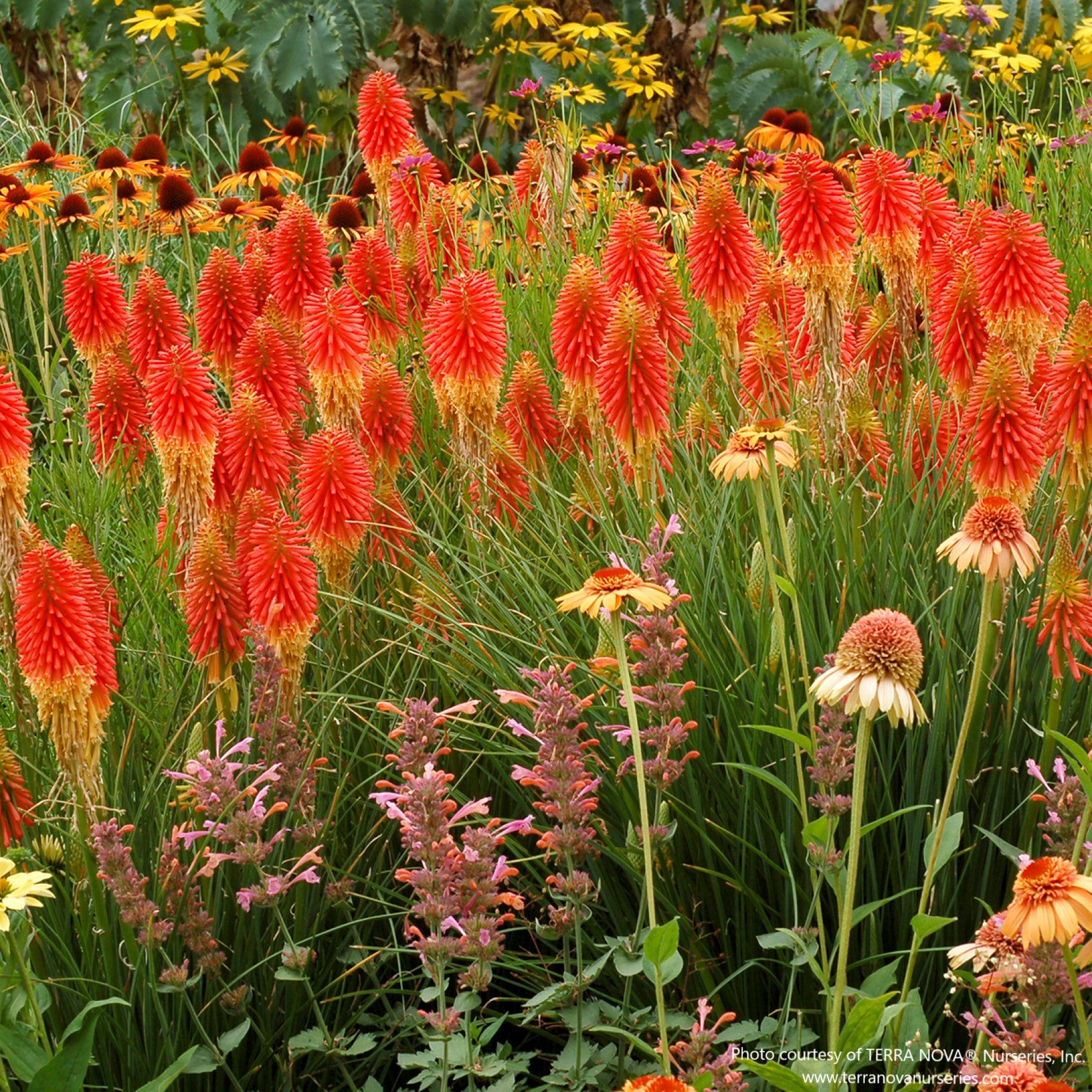 Papaya Popsicle Red Hot Poker
