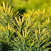 Almanac Planting Co Korean Gold Plum Yew (Cephalotaxus harringtonia 'Korean Gold'). A side view showing dark green lower foliage and golden yellow upper foliage.