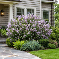 Korean Lilac 'Miss Kim'