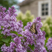 Korean Lilac 'Miss Kim'