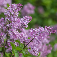 Korean Lilac 'Miss Kim'