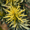 Almanac Planting Co Korean Gold Plum Yew (Cephalotaxus harringtonia 'Korean Gold'). A close up view of the golden yellow evergreen tips of needle foliage.