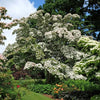 Almanac Planting Co: Kousa Dogwood (Japanese Dogwood) in full bloom, showcasing its lush canopy of white flowers. This beautiful ornamental tree is perfect for adding visual interest to any garden landscape.