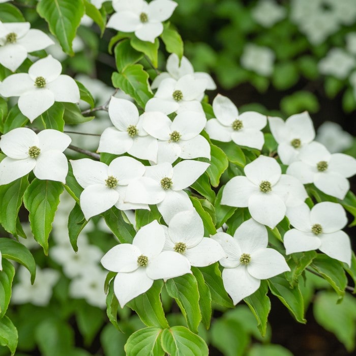 Almanac Planting Co: Kousa Dogwood (Japanese Dogwood) flowers, featuring elegant white petals that create a stunning display in spring and early summer. Ideal for adding beauty and charm to any landscape.