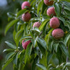 Almanac Planting Co: Kousa Dogwood (Cornus kousa) with its distinctive pinkish-red fruits, offering both aesthetic appeal and wildlife attraction. This tree's unique fruit adds a decorative touch to gardens in late summer and fall.