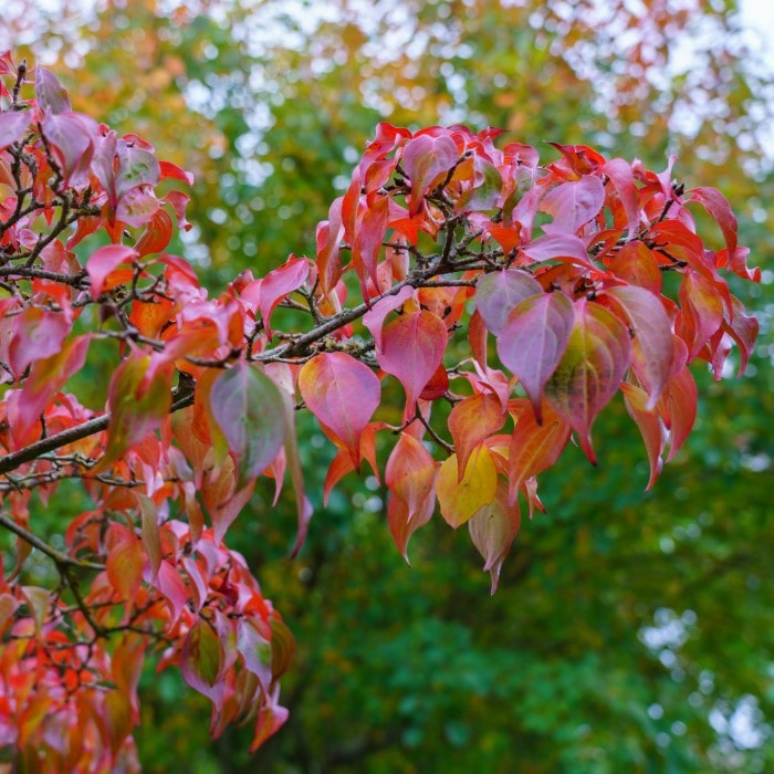 Almanac Planting Co: Kousa Dogwood (Cornus kousa) in autumn displays vibrant red foliage, adding a stunning seasonal contrast to gardens. This ornamental tree is known for its showy fall colors and year-round interest. 