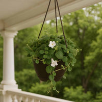 Almanac Planting Co: Lace Flower Vine (Alsobia dianthiflora) trailing in a hanging basket with white fringed blooms