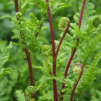 Almanac Planting Co: Close-up of Lady in Red Fern showing burgundy-red stems and fresh green fiddleheads unfurling