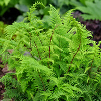 Lady in Red Fern