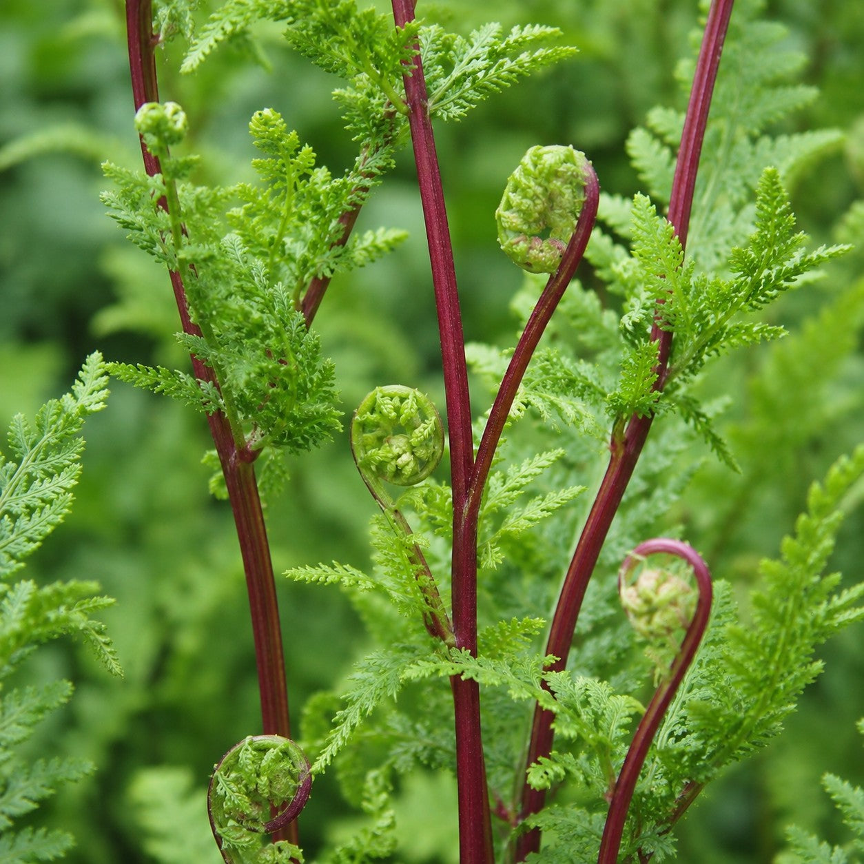 Lady in Red Fern