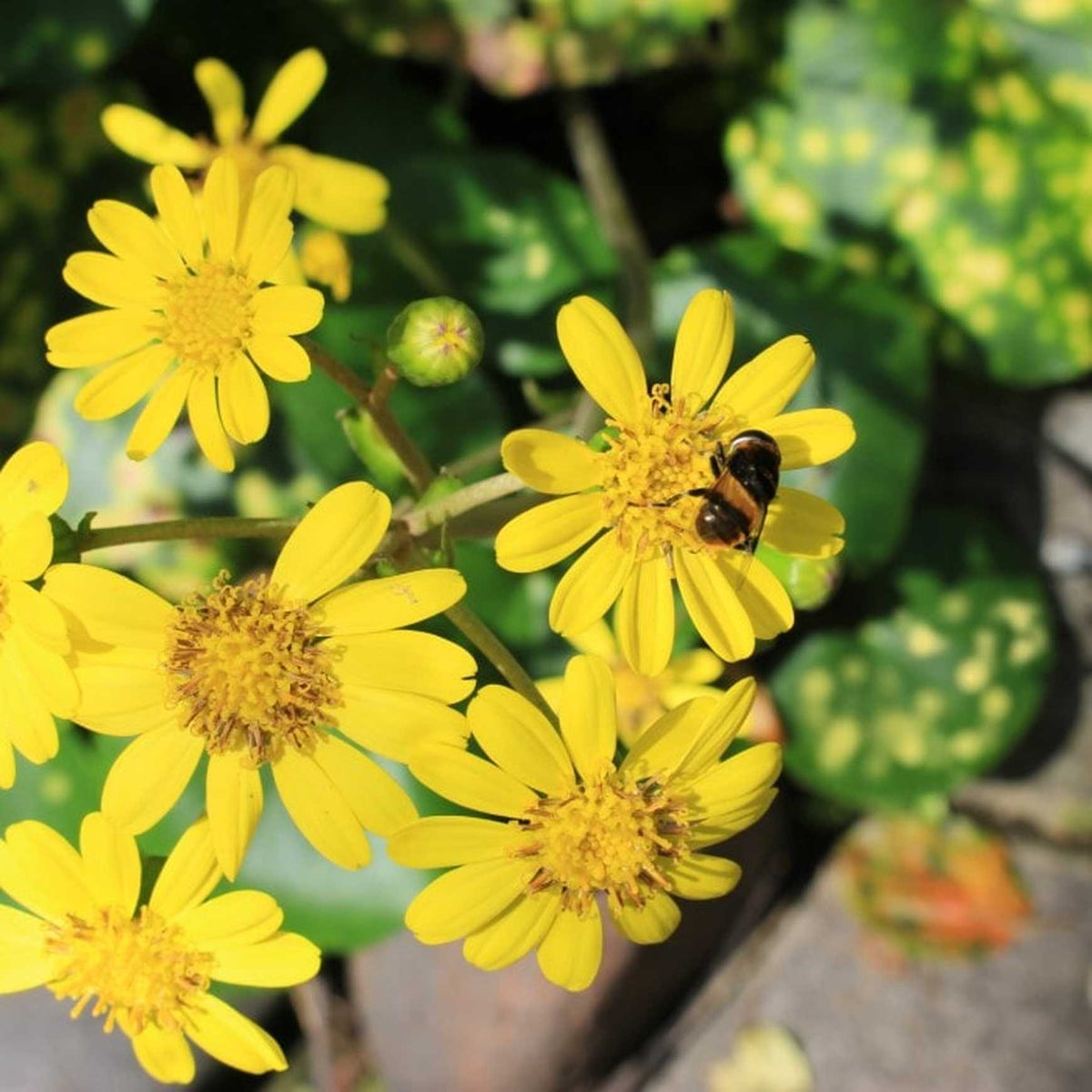 Almanac Planting Co Firefly Leopard Plant (Farfugium japonicum 'Aureomaculatum'). A yellow flower with a honey bee on it.