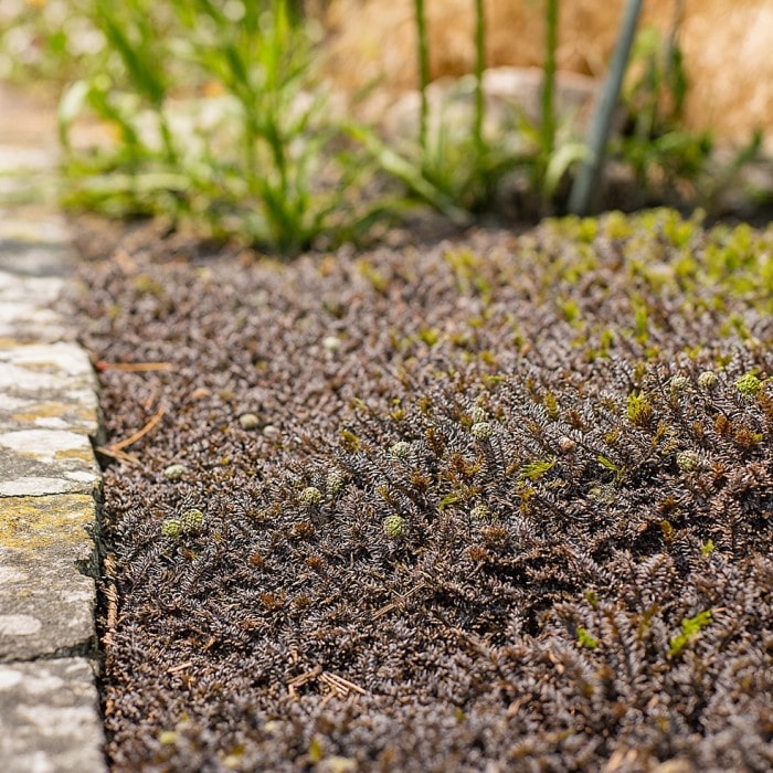 Almanac Planting Co: Brass Buttons ‘Platt’s Black’ forming a dense, bronze-black mat along a stone border in a shaded garden.