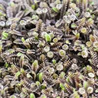 Almanac Planting Co: Close-up of Leptinella ‘Platt’s Black’ showing fern-like foliage in deep black and olive-green hues.