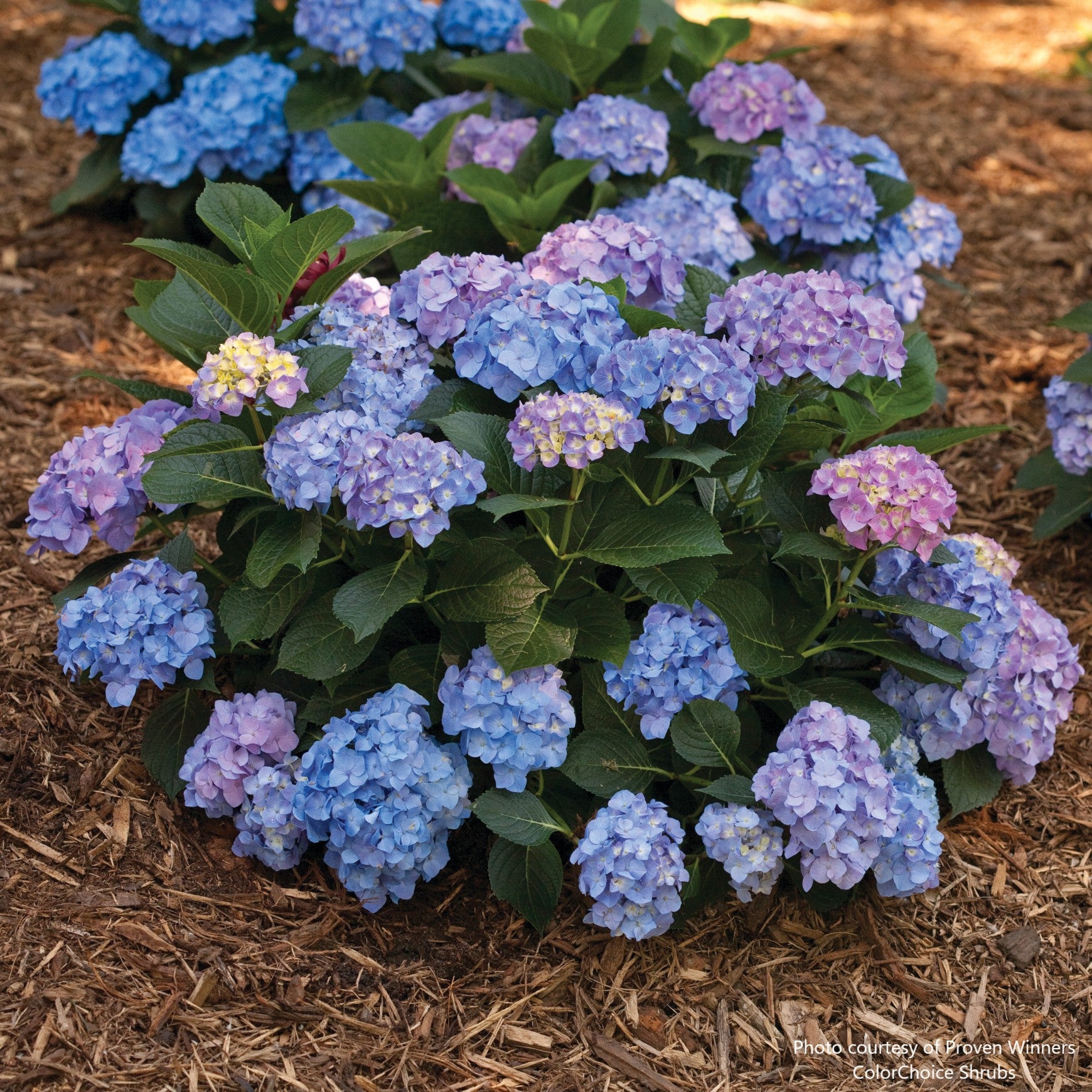 Let's Dance® Blue Jangles® Bigleaf Hydrangea