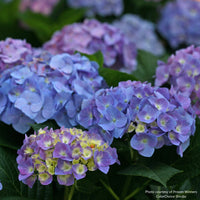 Let's Dance® Blue Jangles® Bigleaf Hydrangea