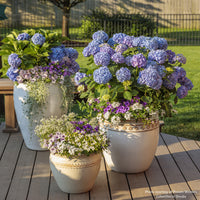 Let's Dance® Blue Jangles® Bigleaf Hydrangea
