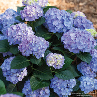 Let's Dance® Blue Jangles® Bigleaf Hydrangea