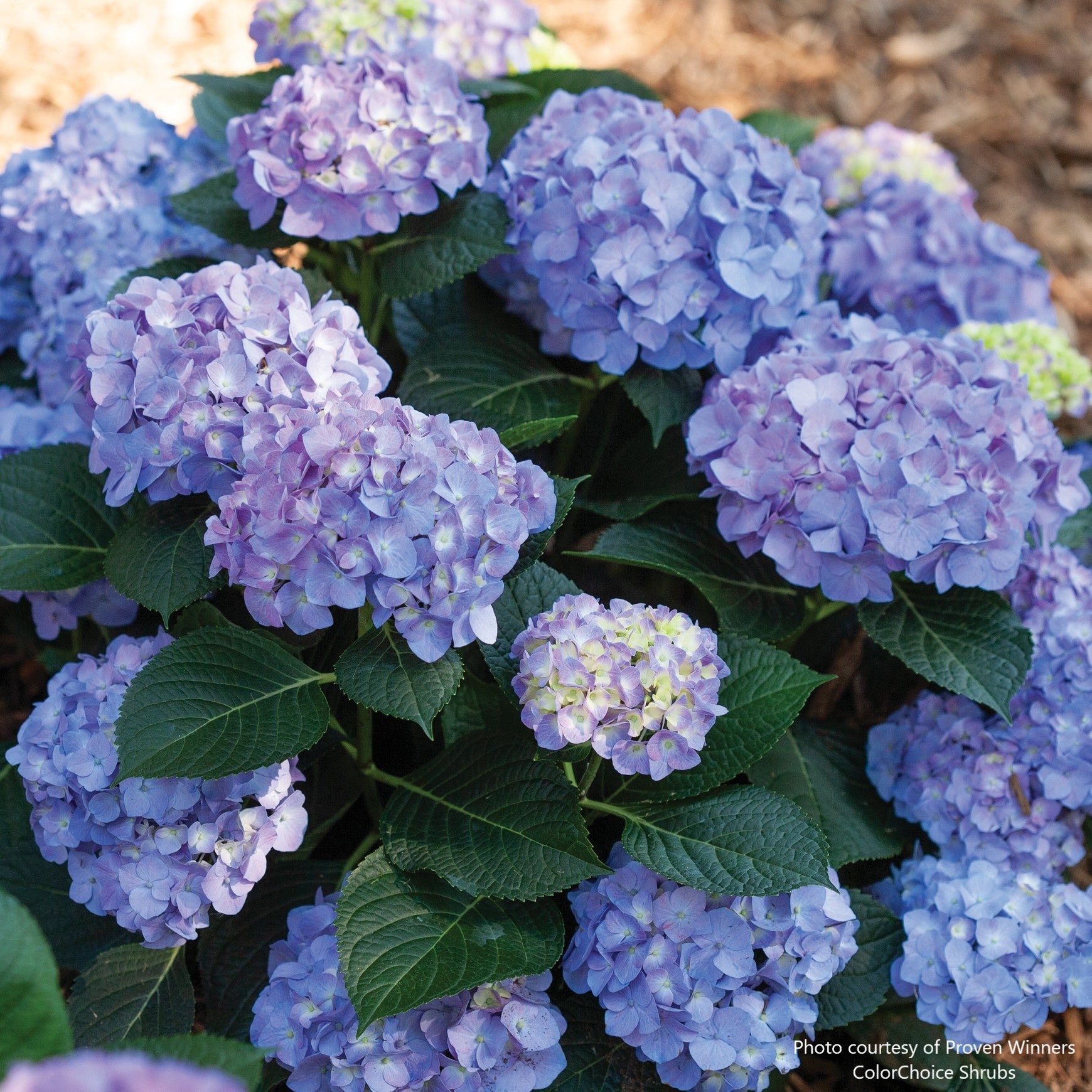Let's Dance® Blue Jangles® Bigleaf Hydrangea