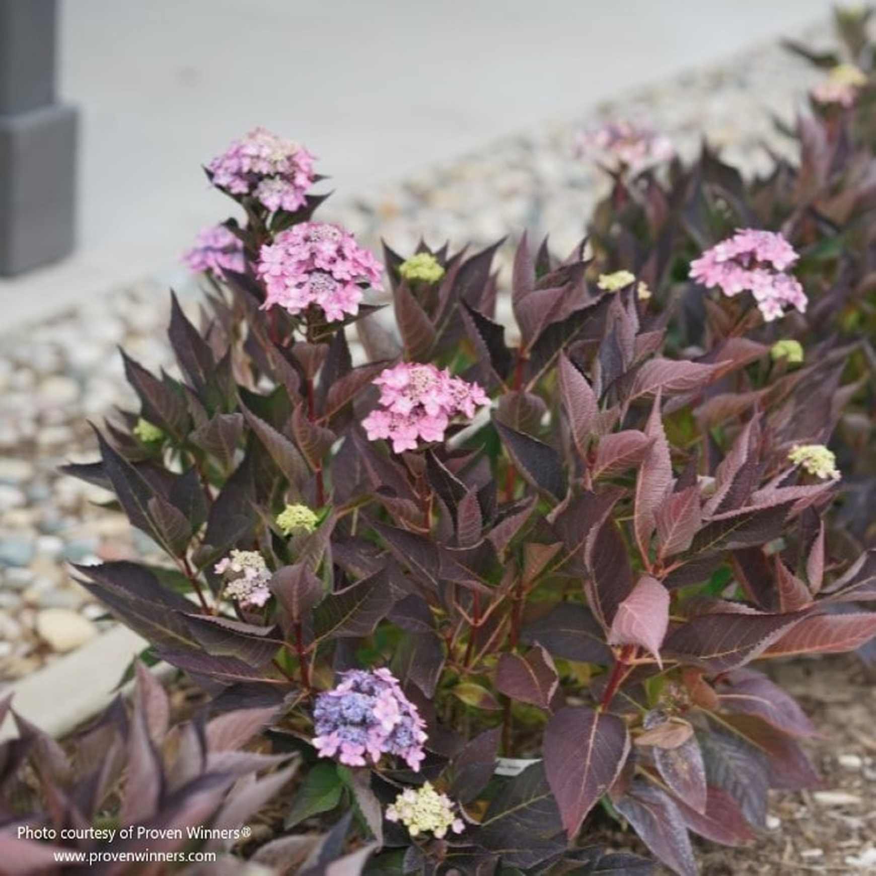 Almanac Planting Co: A Let’s Dance Can Do!™ Bigleaf Hydrangea (Hydrangea serrata) from Proven Winners showcasing its autumn foliage of deep reddish purple leaves and whitish pink blooms.
