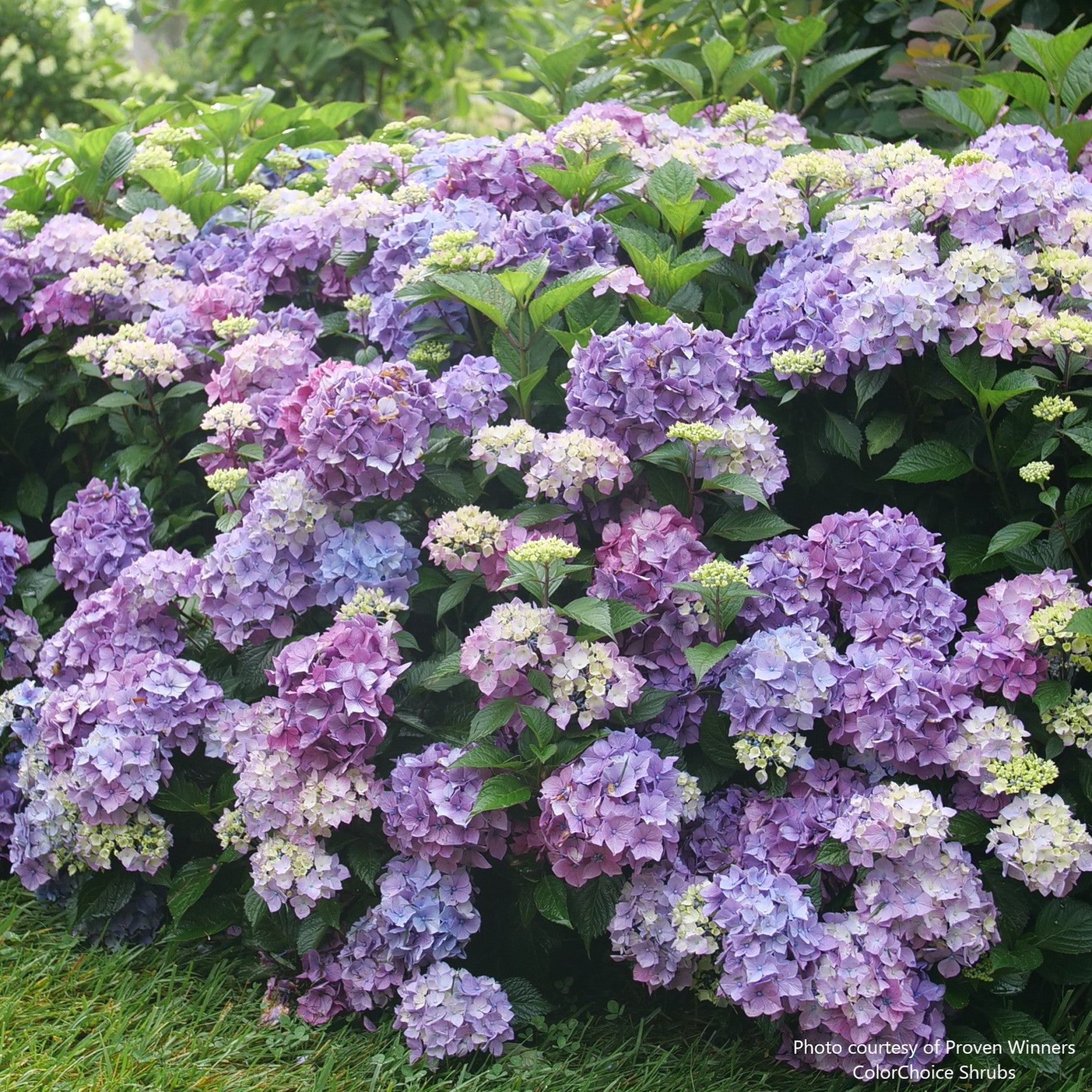 Let's Dance Lovable® Bigleaf Hydrangea