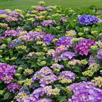 Let's Dance Lovable® Bigleaf Hydrangea