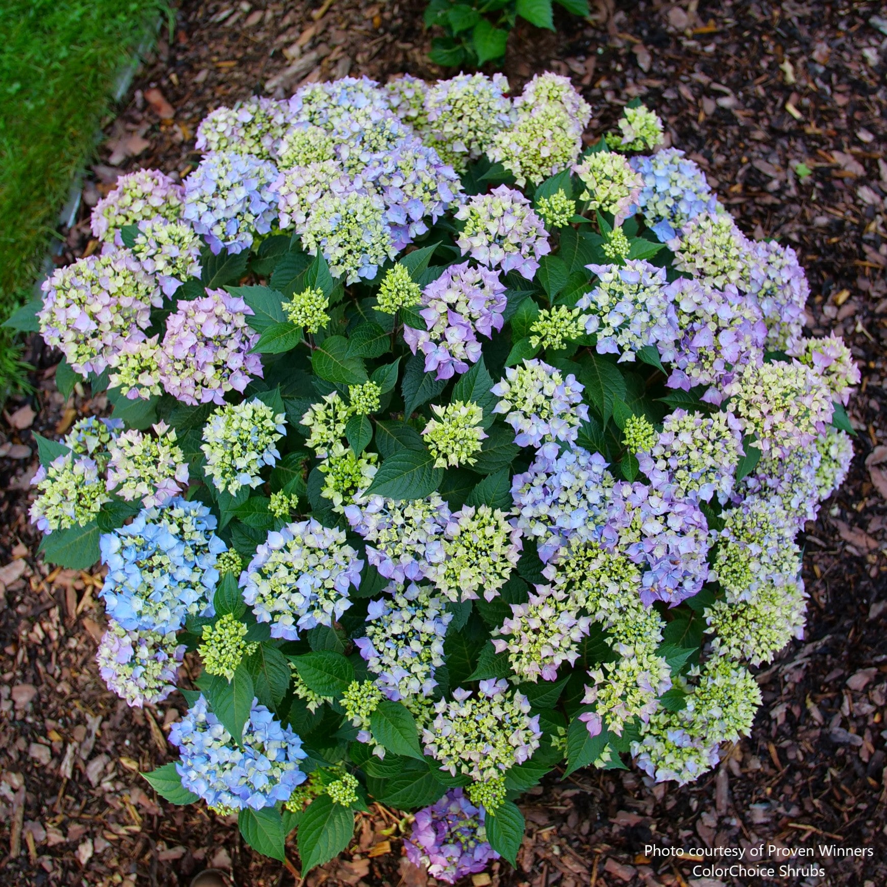 Let's Dance Lovable® Bigleaf Hydrangea