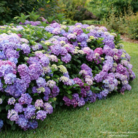 Let's Dance Lovable® Bigleaf Hydrangea