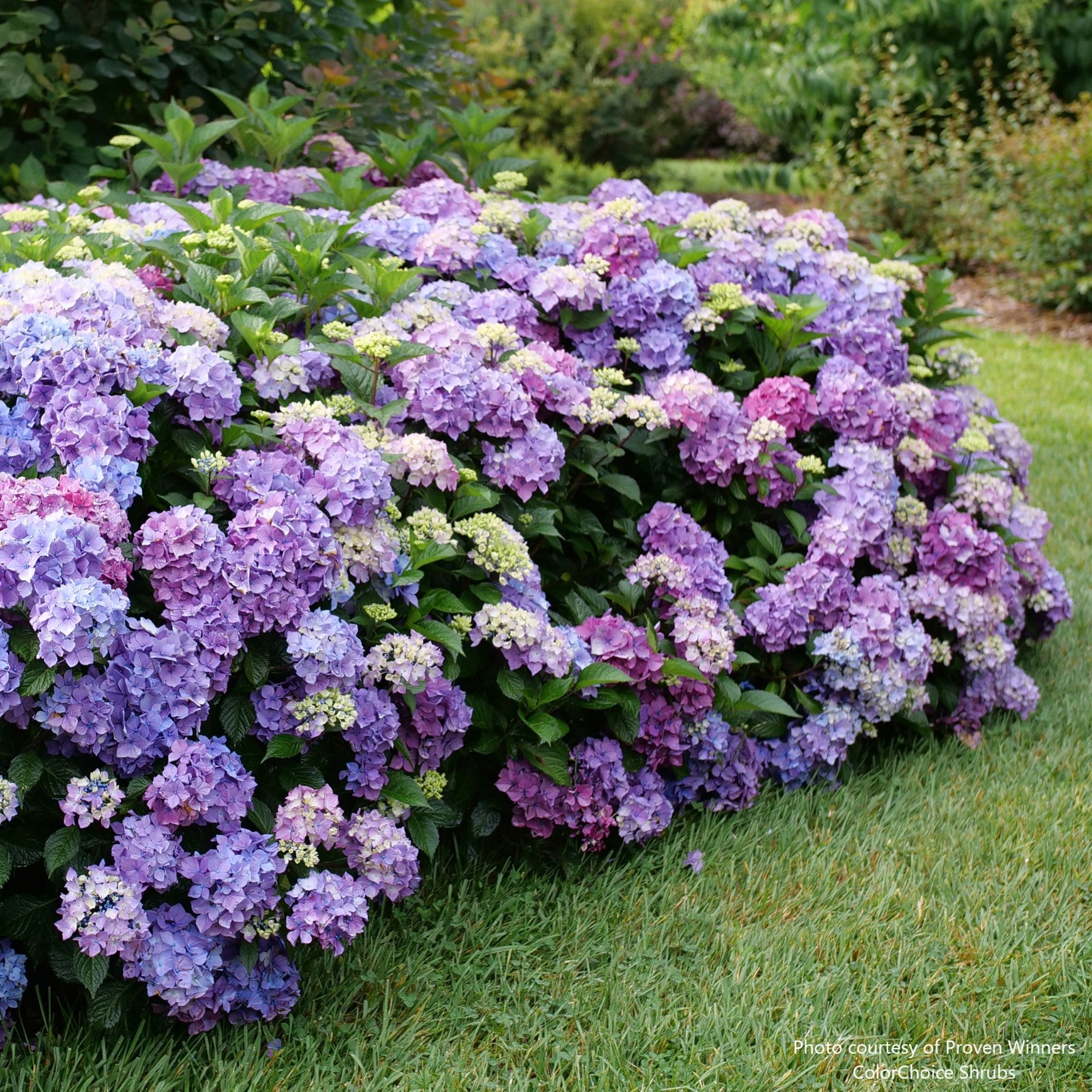 Let's Dance Lovable® Bigleaf Hydrangea